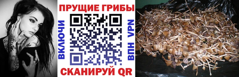 Псилоцибиновые грибы Psilocybe  Ворсма 
